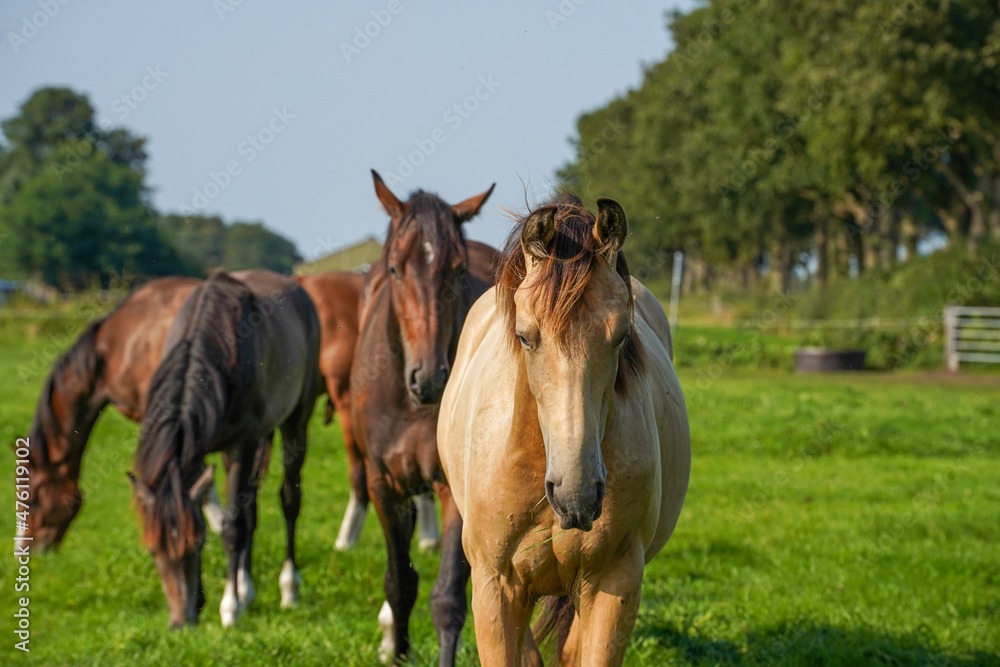 Poster group of horses in a field of stallions in the netherlands