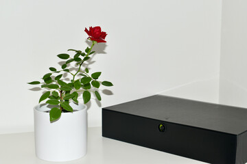 Red rose in a white pot on the table against white background