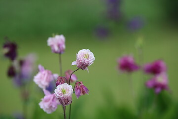 Blumen