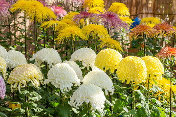 many colourful chrysanthemum flowers displayed in kameido ten shrine