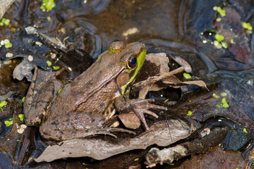 Northern Green Frog, Lithobates clamitans melanota, sitting on wet leaves in a pond, close up