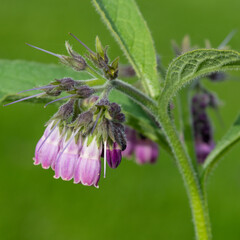 Close up of common comfrey (symphytum officinale) flowers in bloom