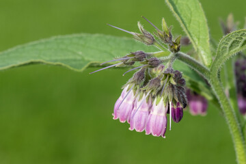 Close up of common comfrey (symphytum officinale) flowers in bloom