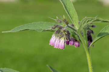 Close up of common comfrey (symphytum officinale) flowers in bloom
