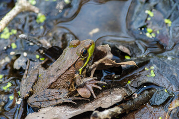 Northern Green Frog, Lithobates clamitans melanota, sitting on wet leaves in a pond, close up