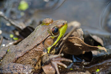 Northern Green Frog, Lithobates clamitans melanota, sitting on wet leaves in a pond, close up