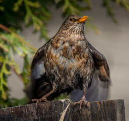 bird on a fence