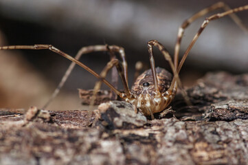 daddy long legs harvestman spider crawling on wood chips, close up