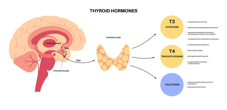 Thyroid hormones diagram