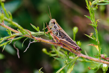 grasshopper locust, crawling on a plant stem with green leaves, close up