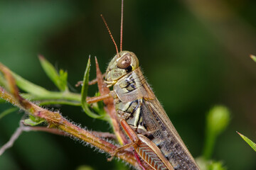 grasshopper locust, crawling on a plant stem with green leaves, close up