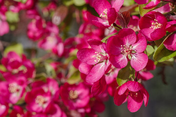 Fototapeta na wymiar Blooming tree with pink flowers growing in spring