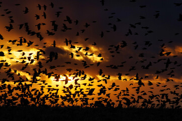 Stado wron o zachodzie słońca. © Adam Sadlak