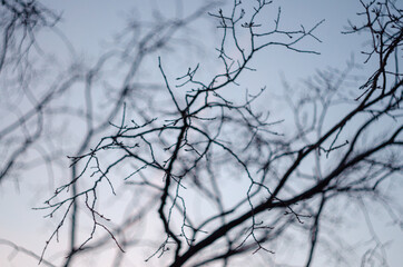 Fototapeta na wymiar tree branches against sky