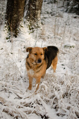 dog in snow