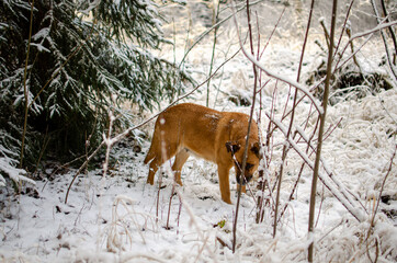 Obraz na płótnie Canvas dog in winter