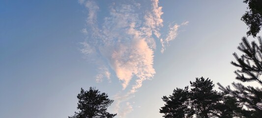 Pink cloud in the clear sky. Light blue sky on which floats a small white-pink cloud of a bizarre shape. Tree branches are visible along the edges.