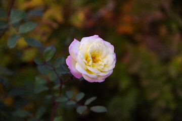 pink rose flower