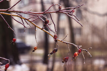 Red rosebuds in ice from freezing rain in winter. Cold concept