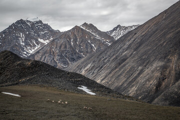 A small band of caribou walks down a tundra ridge below the Romanzoff Mountains above the Jago...