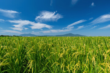 【新潟県新潟市】越後平野の水田と弥彦山、角田山