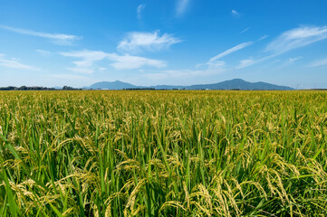 【新潟県新潟市】越後平野の水田と弥彦山、角田山