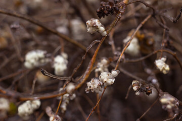 White berries of a snowberry (Symphoricarpos albus) in drops of freezing rain. Frozen round unusual berries. Background