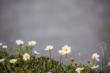 Mountain Avens (Dryas octopetala) on the tundra above the glacial water of the Jago River in the...
