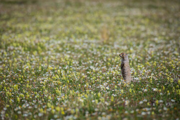 An Arctic Ground Squirrel (Urocitellus parryii) stands alert in a patch of Mountain Avens (Dryas octopetalus) in the Arctic National Wildlife Refuge, Alaska. 