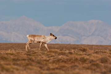 A cow caribou (Rangifer tarandus) walks across the tundra of the coastal plain of the Arctic...