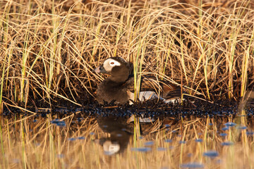 A male Long-tailed Duck (Clangula hyemalis), formerly known as an Oldsquaw, on a lake on the coastal plain of the Arctic National Wildlife Refuge, AK, USA.