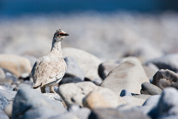 A male Rock Ptarmigan (Lagopus muta) sits on the rocks on the shore of the Canning River on the...