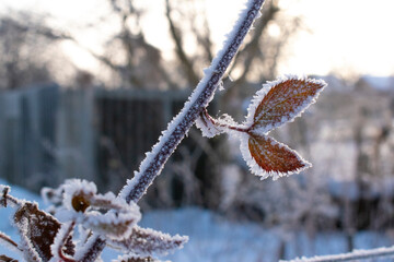 blackberry leaves in the snow