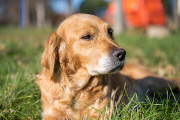 A sad looking retriever lying in the grass. A golden retriever posing for a photo. Portrait of a dog.