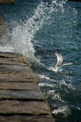 Obraz premium seagull on the pier
