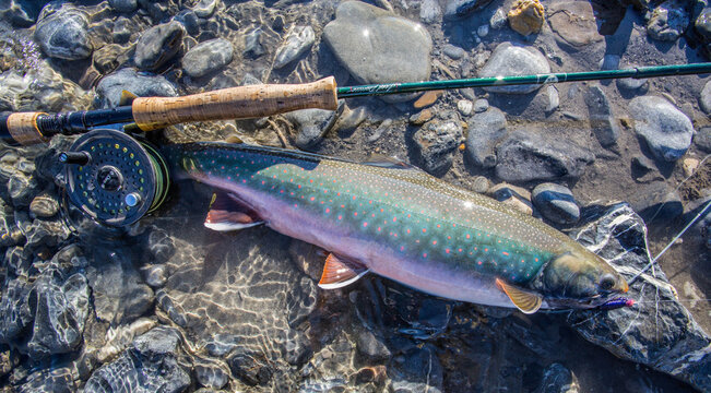 Female Dolly Varden Char and fly rod on a gravel bar next to the Kongakut River in the Arctic National Wildlife Refuge, Alaska.