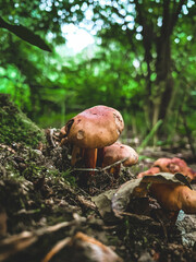 mushrooms in the forest