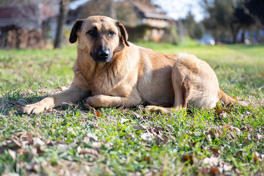 A sad looking dog lying in the grass. A golden dog posing for a photo. Portrait of a dog.