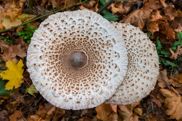 Parasol, Riesenschirmling auf laub bedecktem Wald Boden