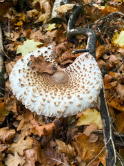 Parasol, Riesenschirmling auf laub bedecktem Wald Boden