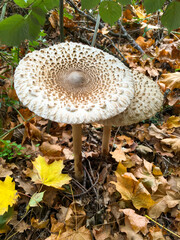 Parasol, Riesenschirmling auf laub bedecktem Wald Boden
