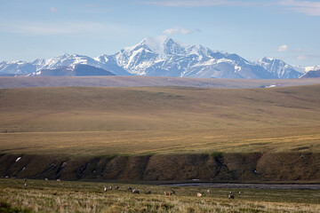 Fototapeta premium A herd of caribou (Rangifer tarandus) on the coastal plain of the Arctic National Wildlife Refuge with Mt. Michelson in the background, Alaska. 