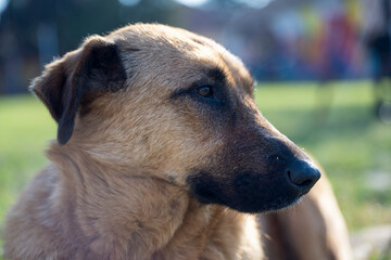 A sad looking dog lying in the grass. A golden dog posing for a photo. Portrait of a dog.