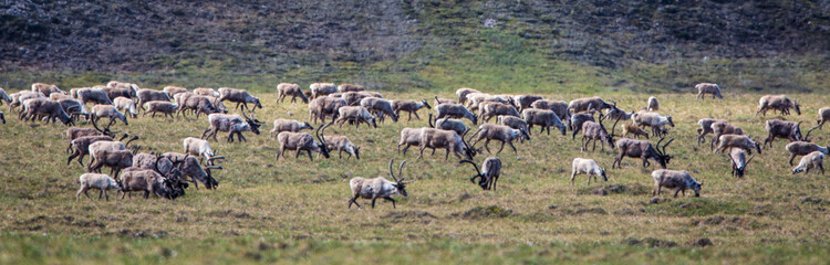 A herd of caribou (Rangifer tarandus) migrates across the tundra of the arctic coastal plain in the...