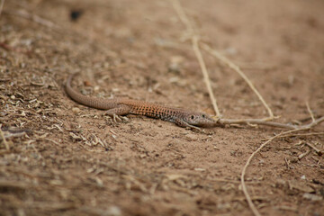 lizard on the stone