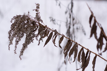 Deep white snow in the wild forest