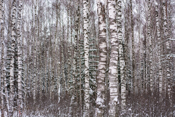 Fototapeta premium Deep white snow in the wild forest