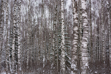 Deep white snow in the wild forest