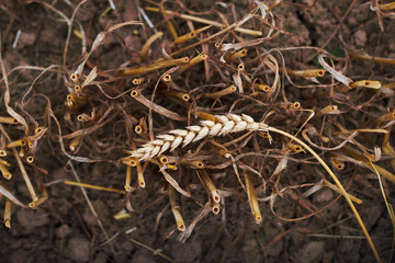 one wheat ear on the ground with cuted stems after harvesting