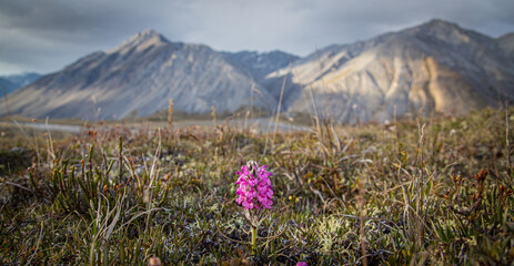 A Wooly Lousewort (Pedicularis lanata) blooms on the tundra above the Sheenjek River in the Arctic National Wildlife Refuge, Alaska.